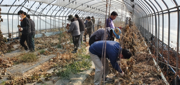 문화홍보체육과 직원들이 농가에서 봉사활동을 하고 있다.
