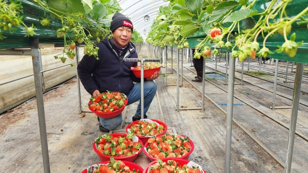 문백면에서 스마트 농업을 하고 있는 김태열 농업인이 수확한 딸기를 들어보이고 있다.